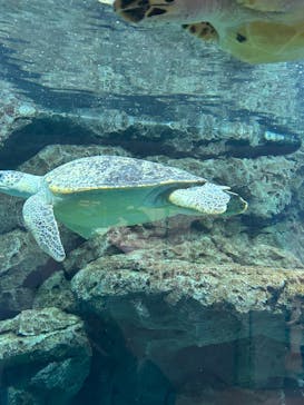 名古屋港水族館に投稿された画像（2023/3/26）