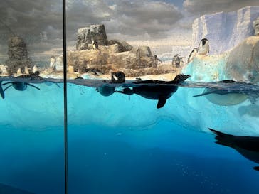 名古屋港水族館に投稿された画像（2023/3/26）
