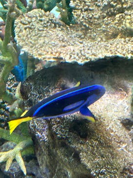 名古屋港水族館に投稿された画像（2023/3/26）