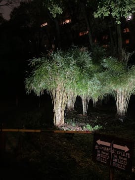 六義園に投稿された画像（2023/3/26）