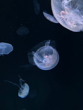 サンシャイン水族館に投稿された画像（2023/3/26）