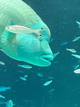 サンシャイン水族館に投稿された画像（2023/3/26）