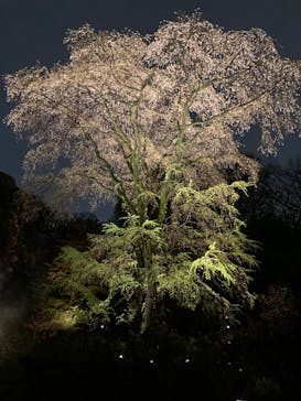 六義園に投稿された画像（2023/3/26）