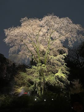 六義園に投稿された画像（2023/3/26）