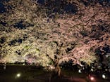 『NAKED FLOWERS 2023 桜 世界遺産・二条城』に投稿された画像（2023/3/26）