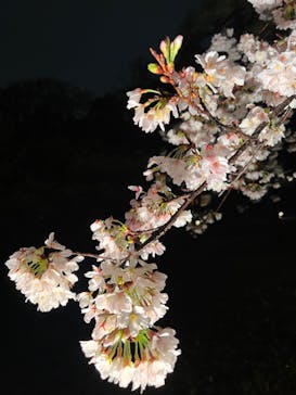 六義園に投稿された画像（2023/3/26）