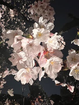 六義園に投稿された画像（2023/3/26）