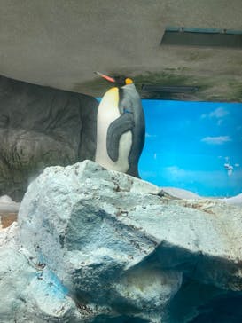 鴨川シーワールドに投稿された画像（2023/3/26）