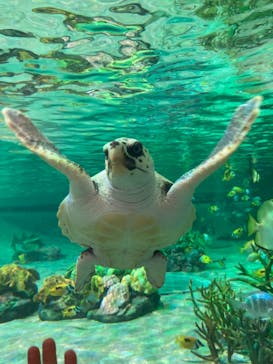 鴨川シーワールドに投稿された画像（2023/3/26）