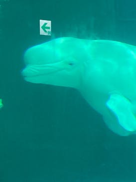 鴨川シーワールドに投稿された画像（2023/3/26）