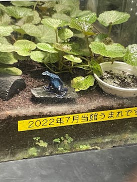 サンシャイン水族館に投稿された画像（2023/3/26）