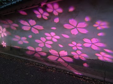 『NAKED FLOWERS 2023 桜 世界遺産・二条城』に投稿された画像（2023/3/26）