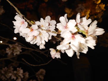 『NAKED FLOWERS 2023 桜 世界遺産・二条城』に投稿された画像（2023/3/26）