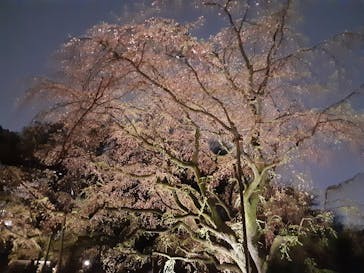 六義園に投稿された画像（2023/3/26）