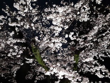 六義園に投稿された画像（2023/3/26）