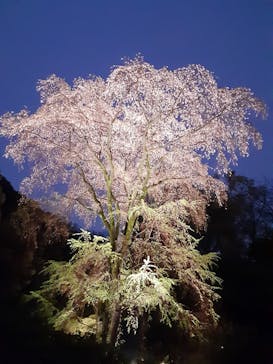 六義園に投稿された画像（2023/3/26）