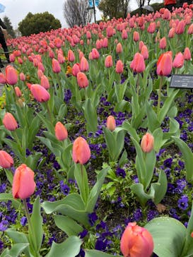 安城産業文化公園デンパークに投稿された画像（2023/3/26）