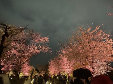 『NAKED FLOWERS 2023 桜 世界遺産・二条城』に投稿された画像（2023/3/26）