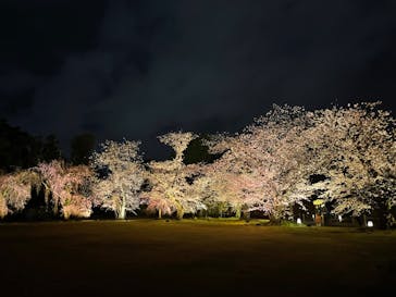 『NAKED FLOWERS 2023 桜 世界遺産・二条城』に投稿された画像（2023/3/26）
