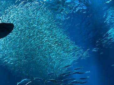 アクアワールド茨城県大洗水族館に投稿された画像（2023/3/26）