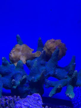 アクアワールド茨城県大洗水族館に投稿された画像（2023/3/26）