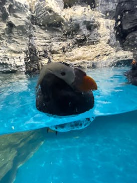 アクアワールド茨城県大洗水族館に投稿された画像（2023/3/26）