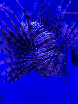 アクアワールド茨城県大洗水族館に投稿された画像（2023/3/26）