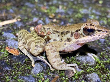 奄美ナイトツアーサービスに投稿された画像（2023/3/26）