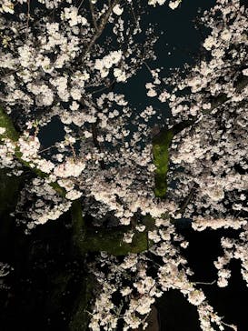 六義園に投稿された画像（2023/3/26）