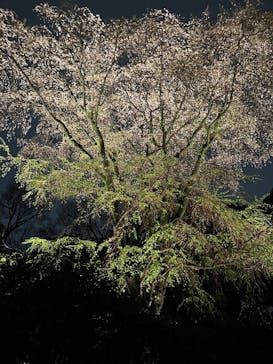 六義園に投稿された画像（2023/3/26）