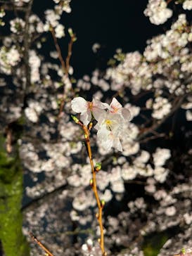 六義園に投稿された画像（2023/3/26）