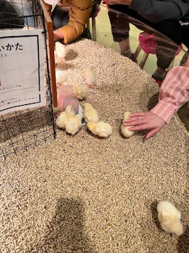 Moff animal cafe イオンモール幕張新都心店に投稿された画像（2023/3/26）