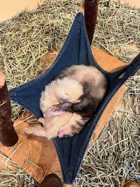 Moff animal cafe イオンモール幕張新都心店に投稿された画像（2023/3/26）