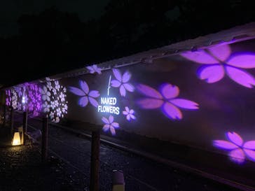 『NAKED FLOWERS 2023 桜 世界遺産・二条城』に投稿された画像（2023/3/26）