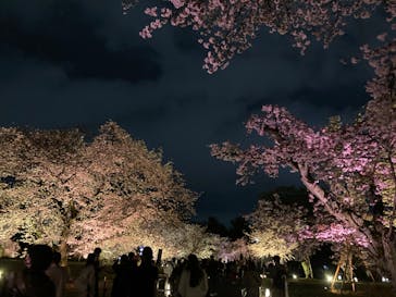 『NAKED FLOWERS 2023 桜 世界遺産・二条城』に投稿された画像（2023/3/26）