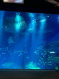 アクアワールド茨城県大洗水族館に投稿された画像（2023/3/26）