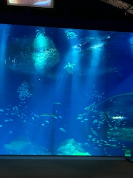 アクアワールド茨城県大洗水族館に投稿された画像（2023/3/26）