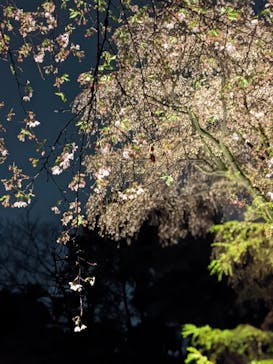 六義園に投稿された画像（2023/3/26）