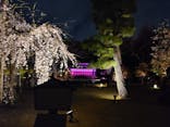 『NAKED FLOWERS 2023 桜 世界遺産・二条城』に投稿された画像（2023/3/26）