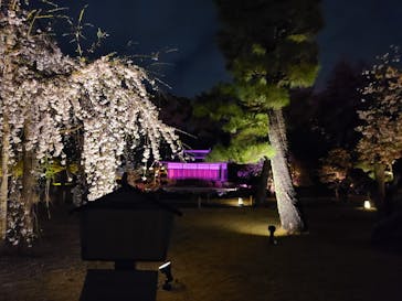 『NAKED FLOWERS 2023 桜 世界遺産・二条城』に投稿された画像（2023/3/26）