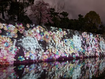 『NAKED FLOWERS 2023 桜 世界遺産・二条城』に投稿された画像（2023/3/26）