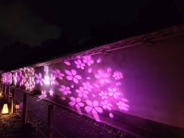 『NAKED FLOWERS 2023 桜 世界遺産・二条城』に投稿された画像（2023/3/26）