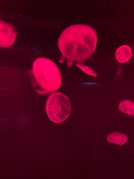 サンシャイン水族館に投稿された画像（2023/3/26）