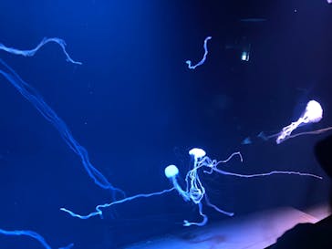 サンシャイン水族館に投稿された画像（2023/3/26）