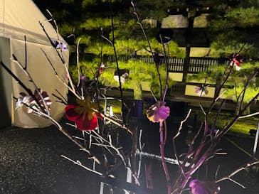 『NAKED FLOWERS 2023 桜 世界遺産・二条城』に投稿された画像（2023/3/26）
