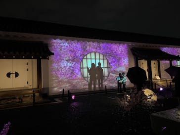 『NAKED FLOWERS 2023 桜 世界遺産・二条城』に投稿された画像（2023/3/26）