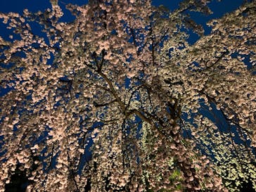 『NAKED FLOWERS 2023 桜 世界遺産・二条城』に投稿された画像（2023/3/26）