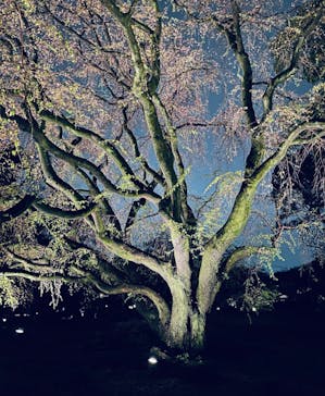 六義園に投稿された画像（2023/3/26）