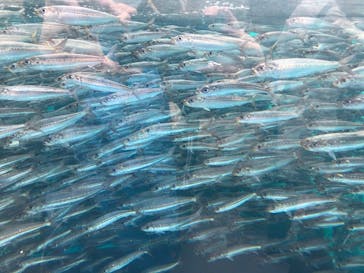 環境水族館アクアマリンふくしまに投稿された画像（2023/3/26）