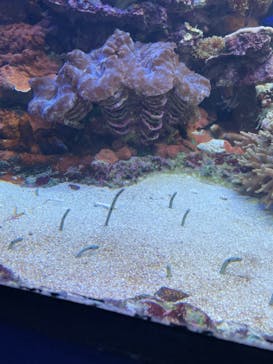 河口湖 音楽と森の美術館に投稿された画像（2023/3/26）